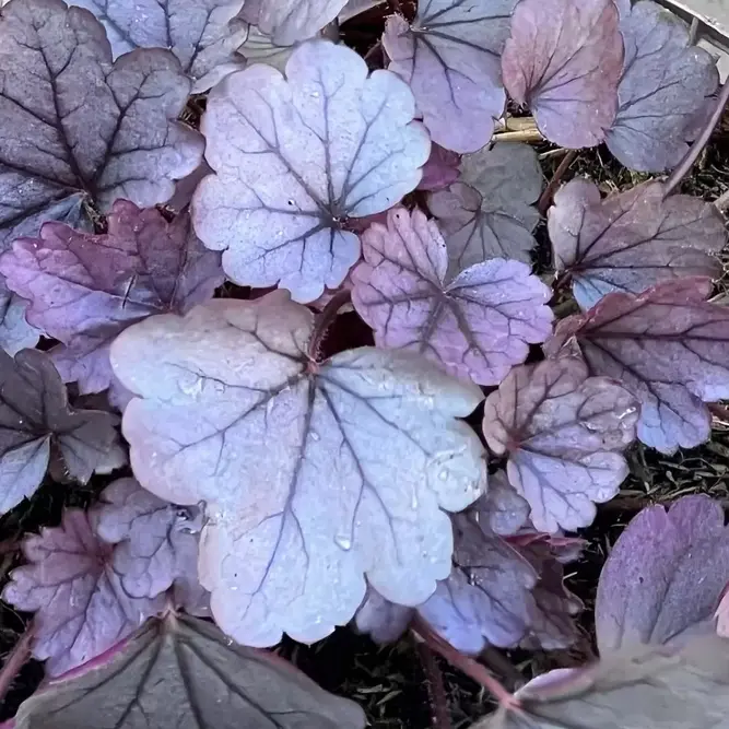 Heuchera 'Silver Gumdrop' (Pot Size 2L) - image 1