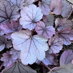 Heuchera 'Silver Gumdrop' (Pot Size 2L)