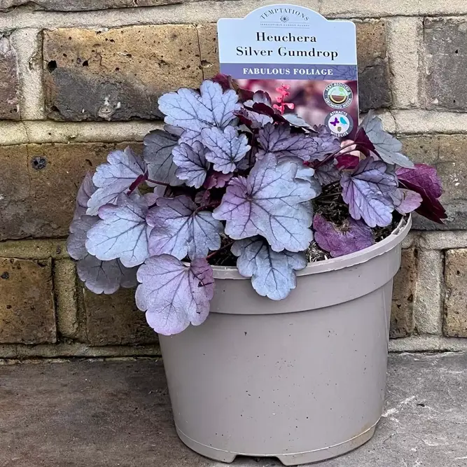 Heuchera 'Silver Gumdrop' (Pot Size 2L) - image 2