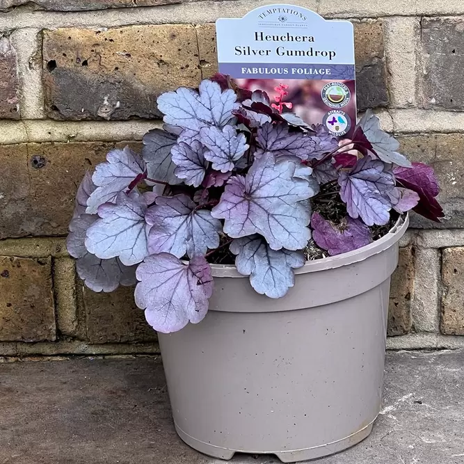 Heuchera 'Silver Gumdrop' (Pot Size 3L) - image 2