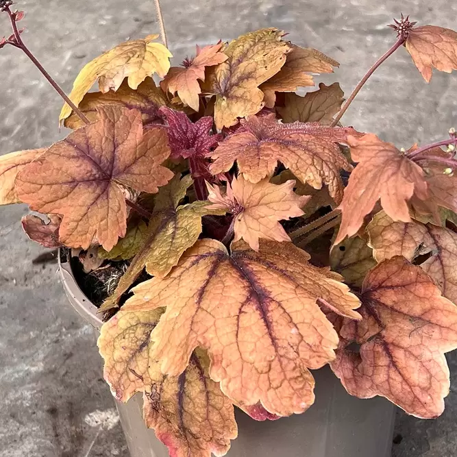 Heuchera 'Sweet Tea' (Pot Size 3L) - image 1