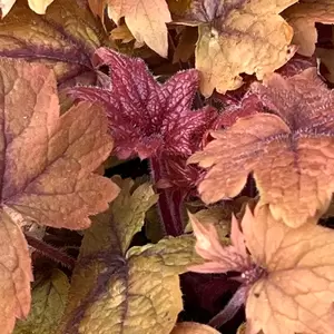 Heuchera 'Sweet Tea' (Pot Size 3L) - image 2