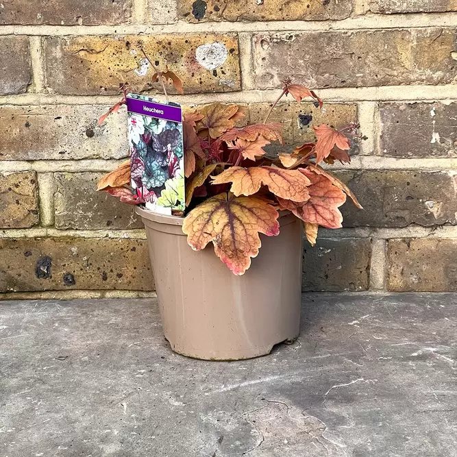 Heuchera 'Sweet Tea' (Pot Size 3L) - image 3