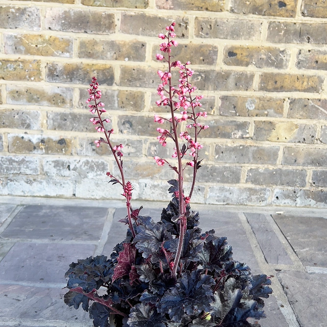 Heuchera 'Timeless Night' (Pot Size 3L) Coral Bells - image 1