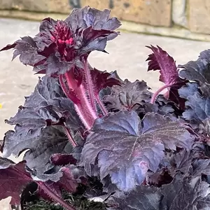 Heuchera 'Timeless Night' (Pot Size 3L) Coral Bells - image 3