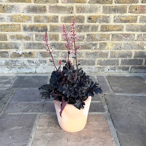 Heuchera 'Timeless Night' (Pot Size 3L) Coral Bells - image 2