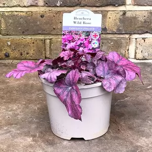 Heuchera 'Wild Rose' (Pot Size 2L) - image 2