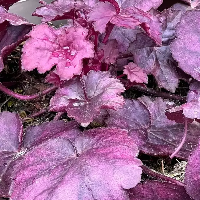 Heuchera 'Wild Rose' (Pot Size 2L) (alt) - image 1
