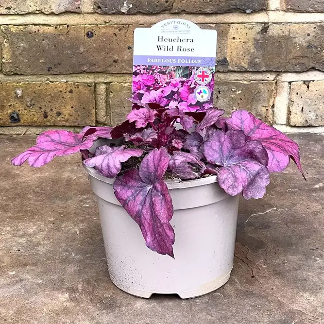 Heuchera 'Wild Rose' (Pot Size 2L) (alt) - image 2