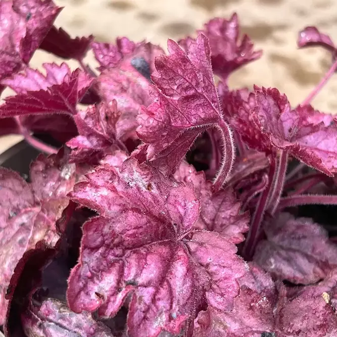 Heuchera 'Wild Rose' (Pot Size 2L) (alt) - image 3