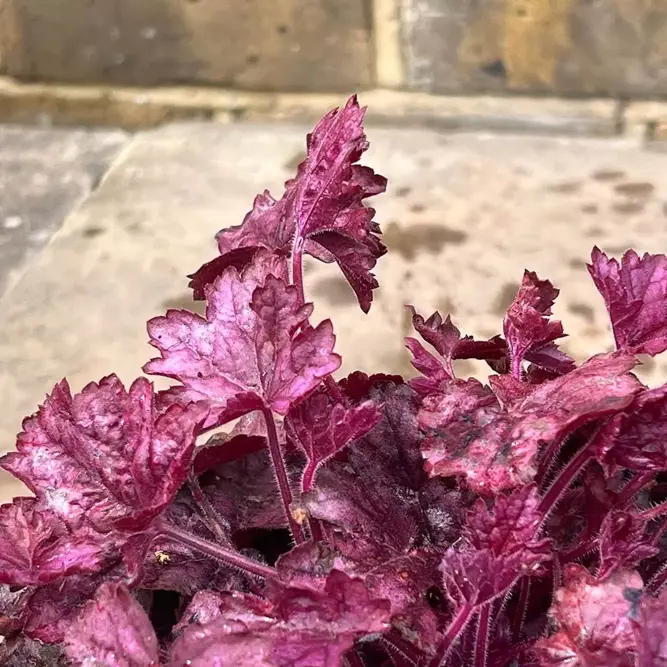 Heuchera 'Wild Rose' (Pot Size 2L) (alt) - image 4