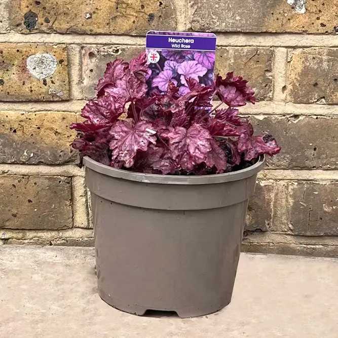 Heuchera 'Wild Rose' (Pot Size 2L) (alt) - image 5