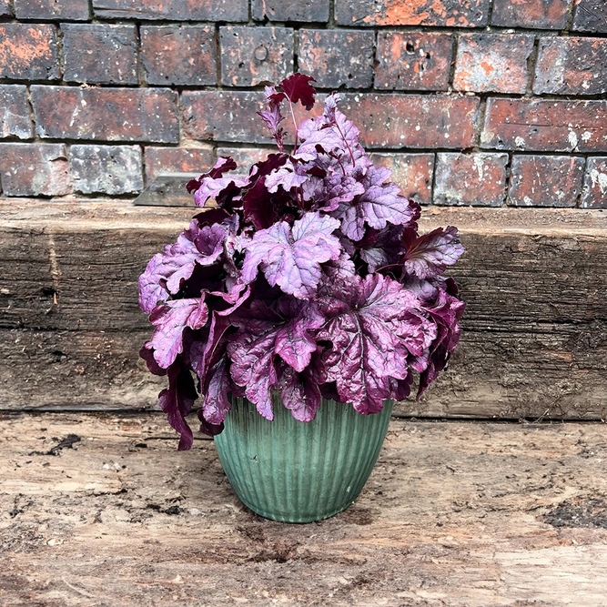 Heuchera 'Wildberry' (Pot Size 3L) - image 2