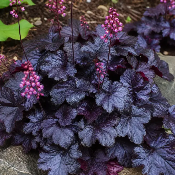 Heuchera x 'Forever Purple' (Pot Size 2L) Coral Bells