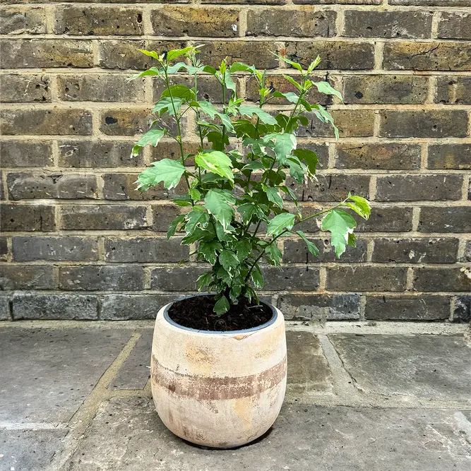 Hibiscus 'Stock of Mixed Colours' (Pot Size 3L) - image 2