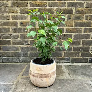 Hibiscus 'Stock of Mixed Colours' (Pot Size 3L) - image 2