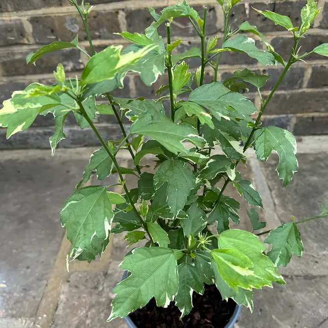 Hibiscus 'Stock of Mixed Colours' (Pot Size 3L) - image 3