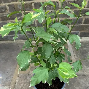 Hibiscus 'Stock of Mixed Colours' (Pot Size 3L) - image 3