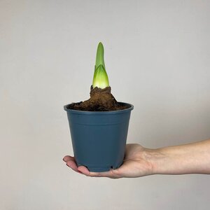 Hippeastrum 'Dark Red' (Pot Size 14cm) Bulb in a Pot Amaryllis indoor - image 4