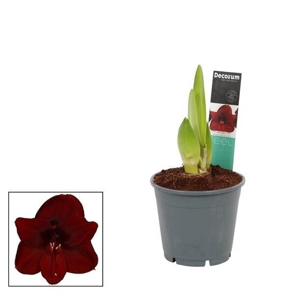 Hippeastrum 'Dark Red' (Pot Size 14cm) Bulb in a Pot Amaryllis indoor - image 2