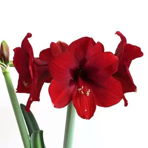 Hippeastrum 'Dark Red' (Pot Size 14cm) Bulb in a Pot Amaryllis indoor - image 1