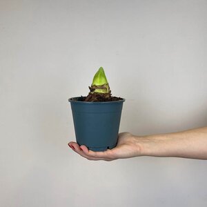 Hippeastrum 'Denver White' (Pot Size 14cm) Bulb in a Pot Amaryllis indoor - image 3