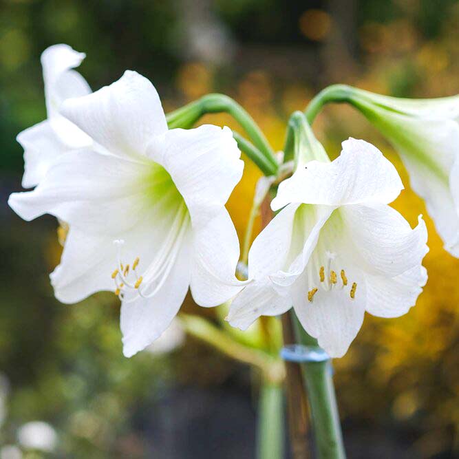 Hippeastrum 'Denver White' (Pot Size 14cm) Bulb in a Pot Amaryllis indoor - image 1