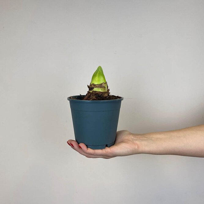 Hippeastrum 'Merry Christmas' (Pot Size 14cm)  Bulb in Pot Amaryllis indoor - image 2