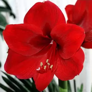 Hippeastrum 'Merry Christmas' (Pot Size 14cm)  Bulb in Pot Amaryllis indoor - image 1