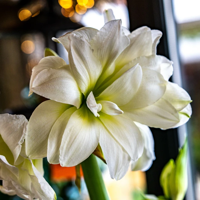 Hippeastrum 'White' (Pot Size 13cm) Amaryllis