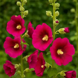 Hollyhock ‘Halo Cerise’