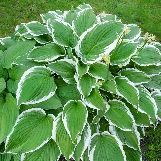 Hosta 'Albomarginata' (Pot Size 3ltr) Plantain Lily Perennial