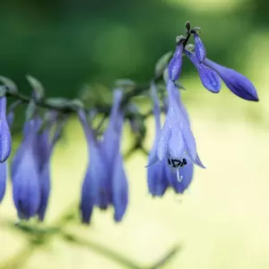 Hosta 'Devon blue' (Pot Size 3L) - Plantain Lily - image 2