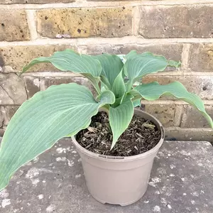 Hosta 'Devon Blue' available at Boma Garden Centre Image by Carl Wycoff