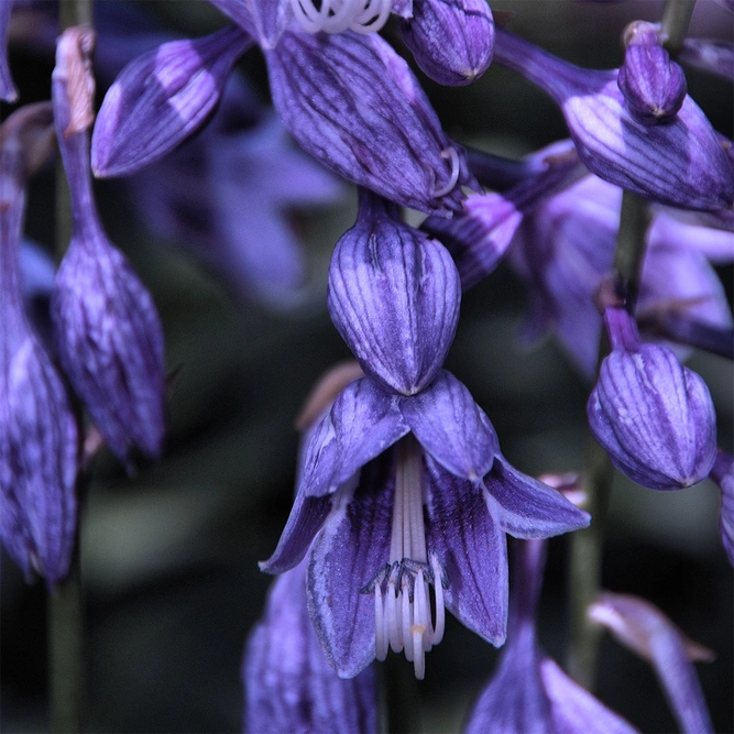 Hosta 'Devon blue' (Pot Size 3L) - Plantain Lily - image 1