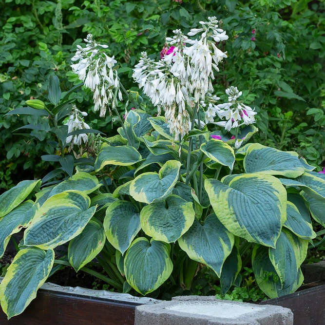 Hosta 'Frances Williams' (Pot Size 3ltr)  Plantain lily Perennial