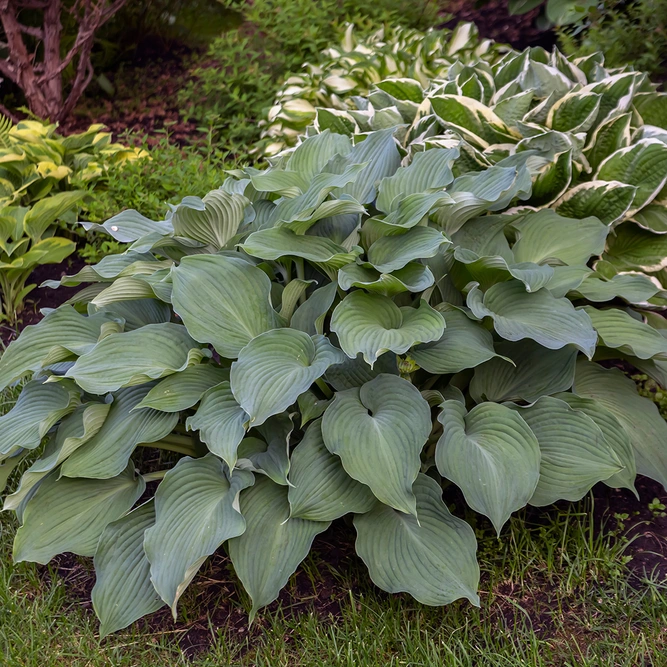 Hosta 'Halcyon' (Pot Size 3L) Plantain Lily Perennial