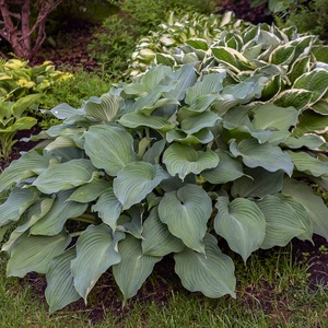 Hosta 'Halcyon' (Pot Size 2L) Plantain Lily Perennial