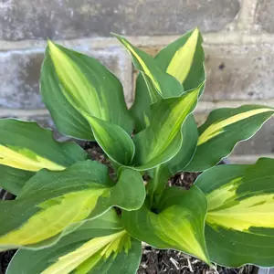 Hosta 'Lakeside Spellbinder' (Pot Size 2L) - Plantain Lily - image 1