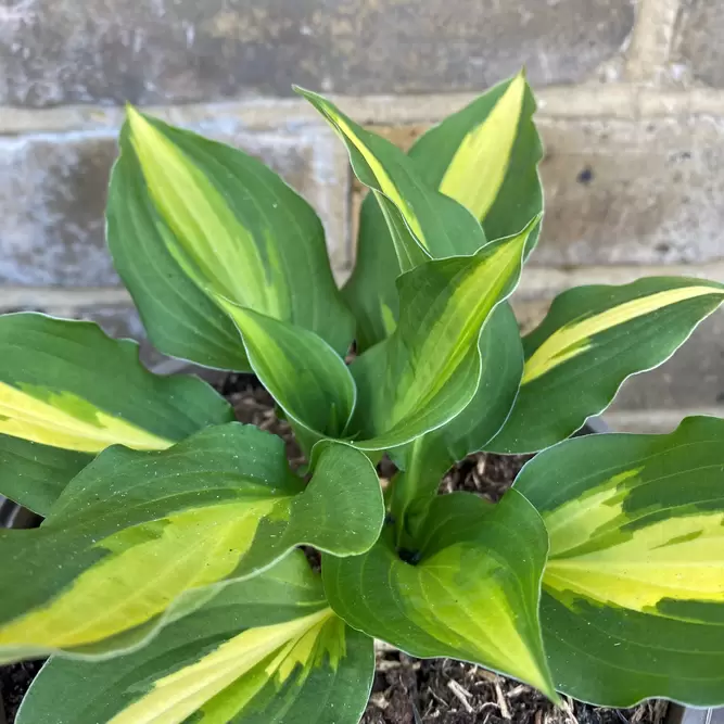 Hosta 'Lakeside Spellbinder' (Pot Size 2L) - Plantain Lily - image 3