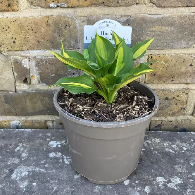 Hosta 'Lakeside Spellbinder' (Pot Size 2L) - Plantain Lily - image 4