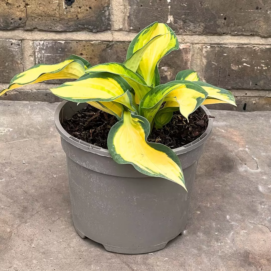 Hosta 'Orange Marmalade' (Pot Size 2L) Plantain Lily The Boma