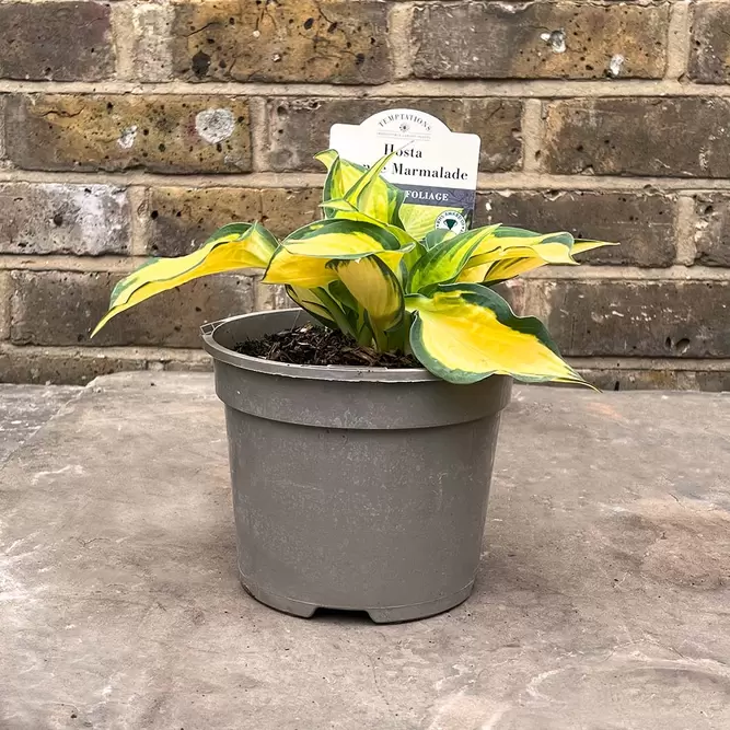 Hosta 'Orange Marmalade' (Pot Size 2L) - Plantain Lily - image 2