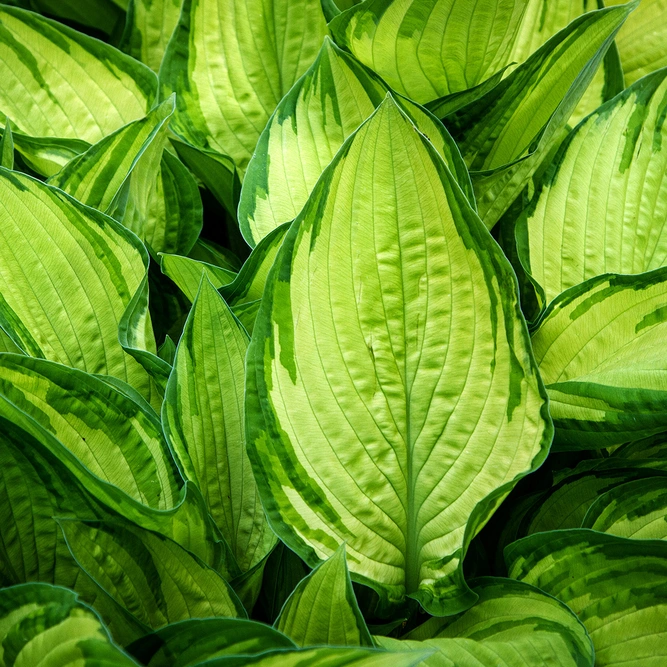 Hosta 'Pauls Glory' (Pot Size 3ltr) Plantain Lily Perennial