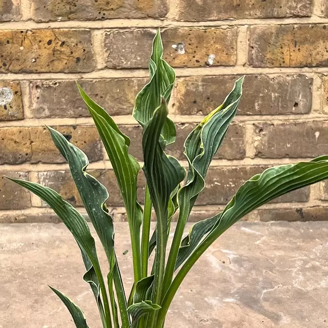 Hosta 'Praying Hands' (Pot Size 2L) - Plantain Lilies - image 2