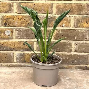 Hosta 'Praying Hands' (Pot Size 2L) - Plantain Lilies - image 3