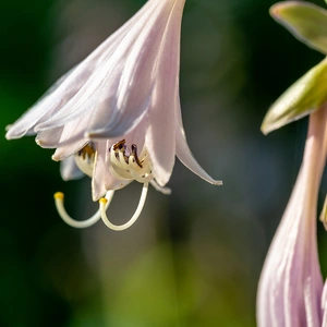 Hosta 'Praying Hands' (Pot Size 2L) - Plantain Lilies - image 1