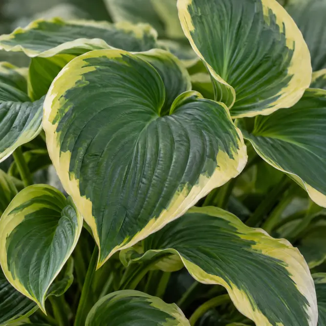 Hosta 'Queen Josephine' (Pot Size 3ltr) Plantain Lily Perennial