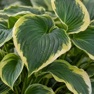 Hosta 'Queen Josephine' (Pot Size 3ltr) Plantain Lily  Perennial