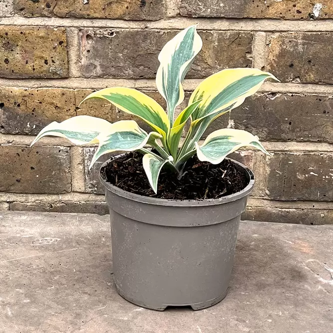 Hosta 'Shadowland Autumn Frost' (Pot Size 2L) - image 2